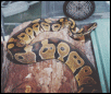 Ball python