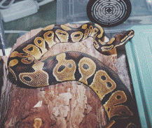 Ball python