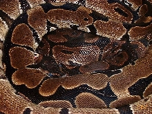 Ball python