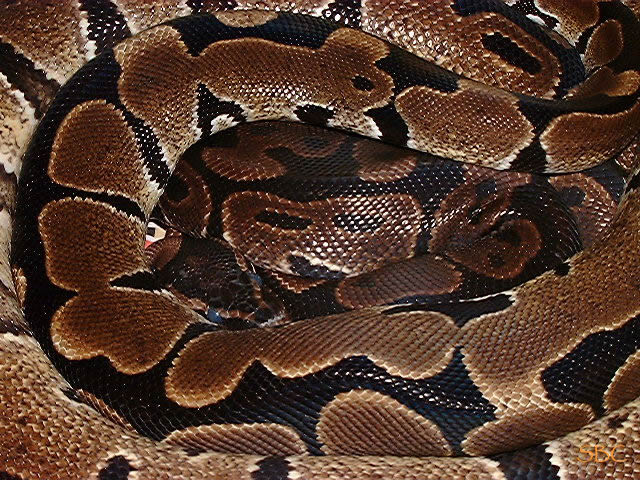 Ball python