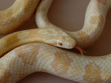 Pantherophis Guttatus Butter