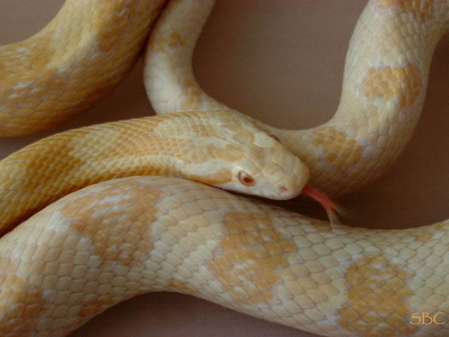 Pantherophis Guttatus Butter