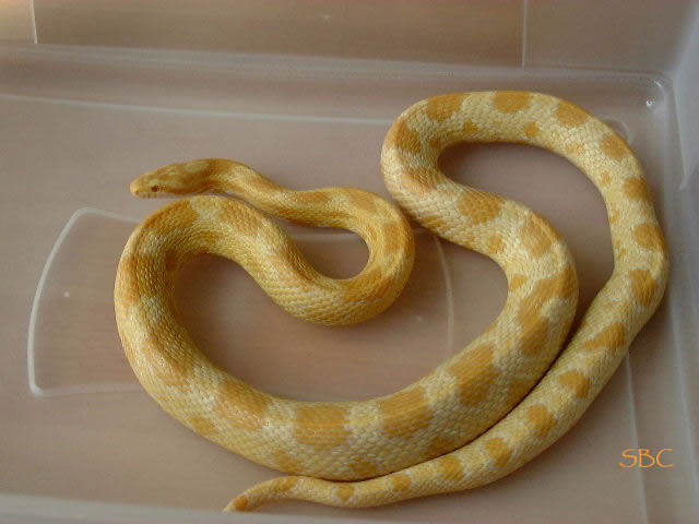 Pantherophis Guttatus Butter