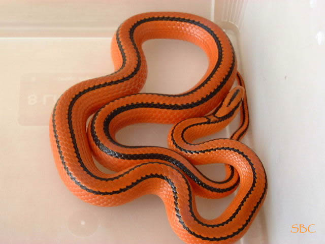 Porphyracea Coxi