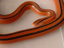 Porphyracea Coxi