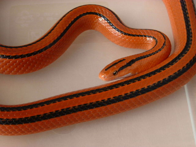 Porphyracea Coxi