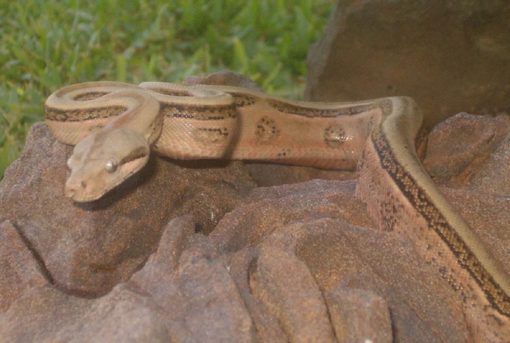 roatan