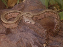 roatan