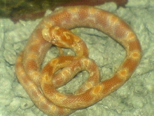 need help for morph ID
