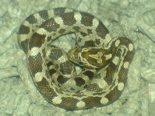 Need Help On Morph ID