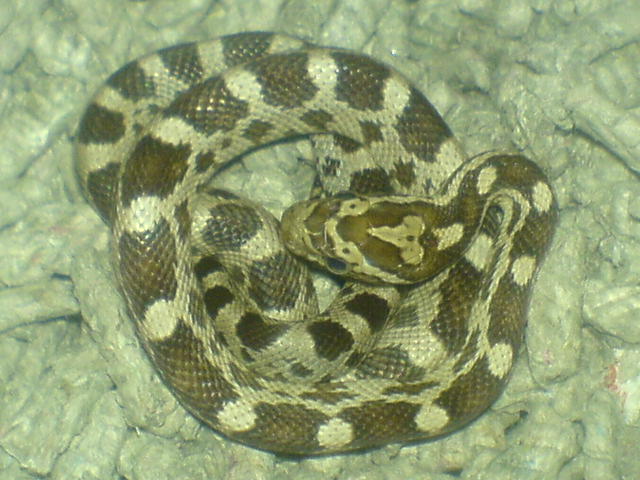Need Help On Morph ID