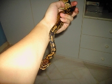 new 1.5 ballpython