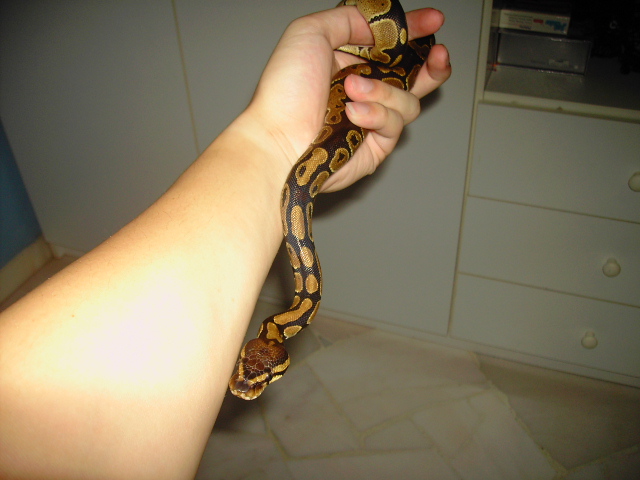 new 1.5 ballpython