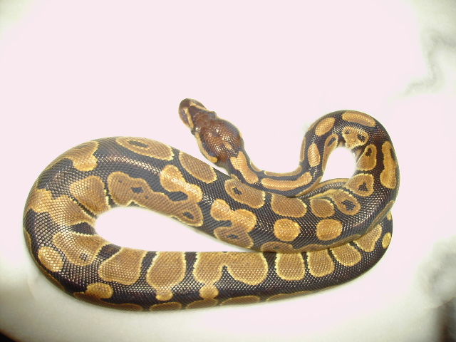 1.5 ball python