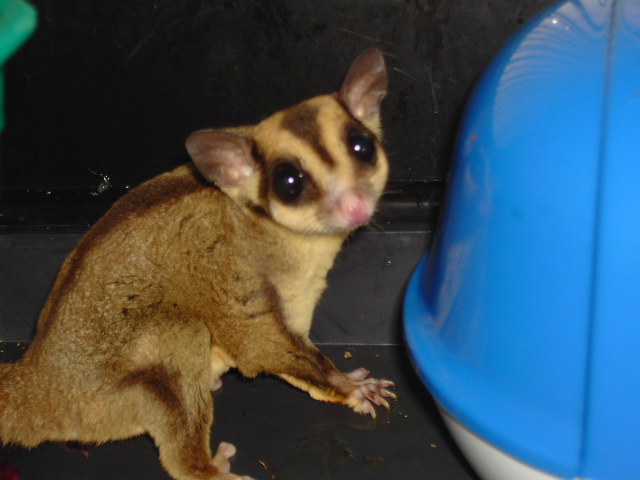 sugarglider