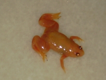 clawed frog