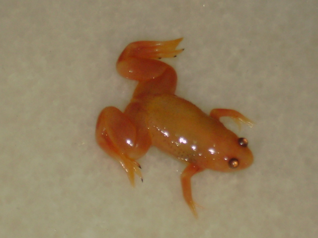 clawed frog