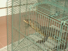 asian water mornitor [ wild ]