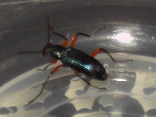 need id