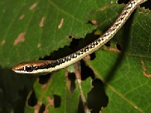 Painted Bronzeback