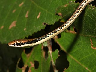 Painted Bronzeback