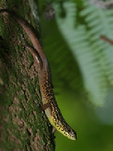 Striped Sun [Skink Mabuya]