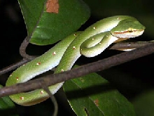 Wagler's Pit Viper