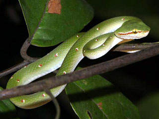 Wagler's Pit Viper