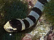 Yellow-lipped Sea Krait