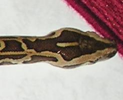 my 3ft burmese python