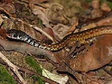 my spotted keelback