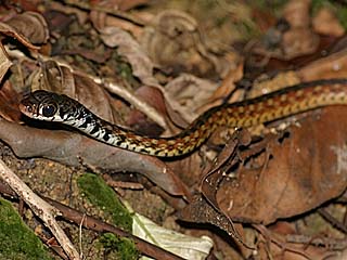 my spotted keelback