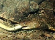 My King Eating A Rat Snake