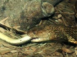 My King Eating A Rat Snake