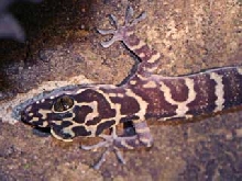 peter forest gecko
