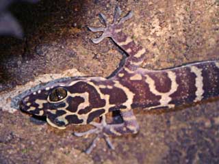 peter forest gecko