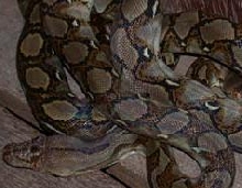 reticulated python