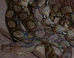 reticulated python