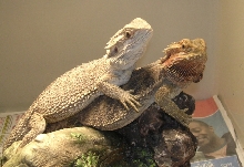 Good friends