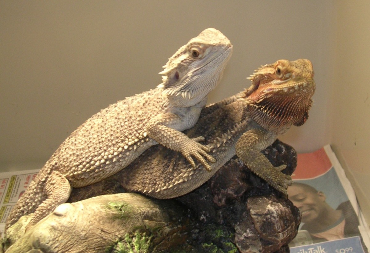Good friends