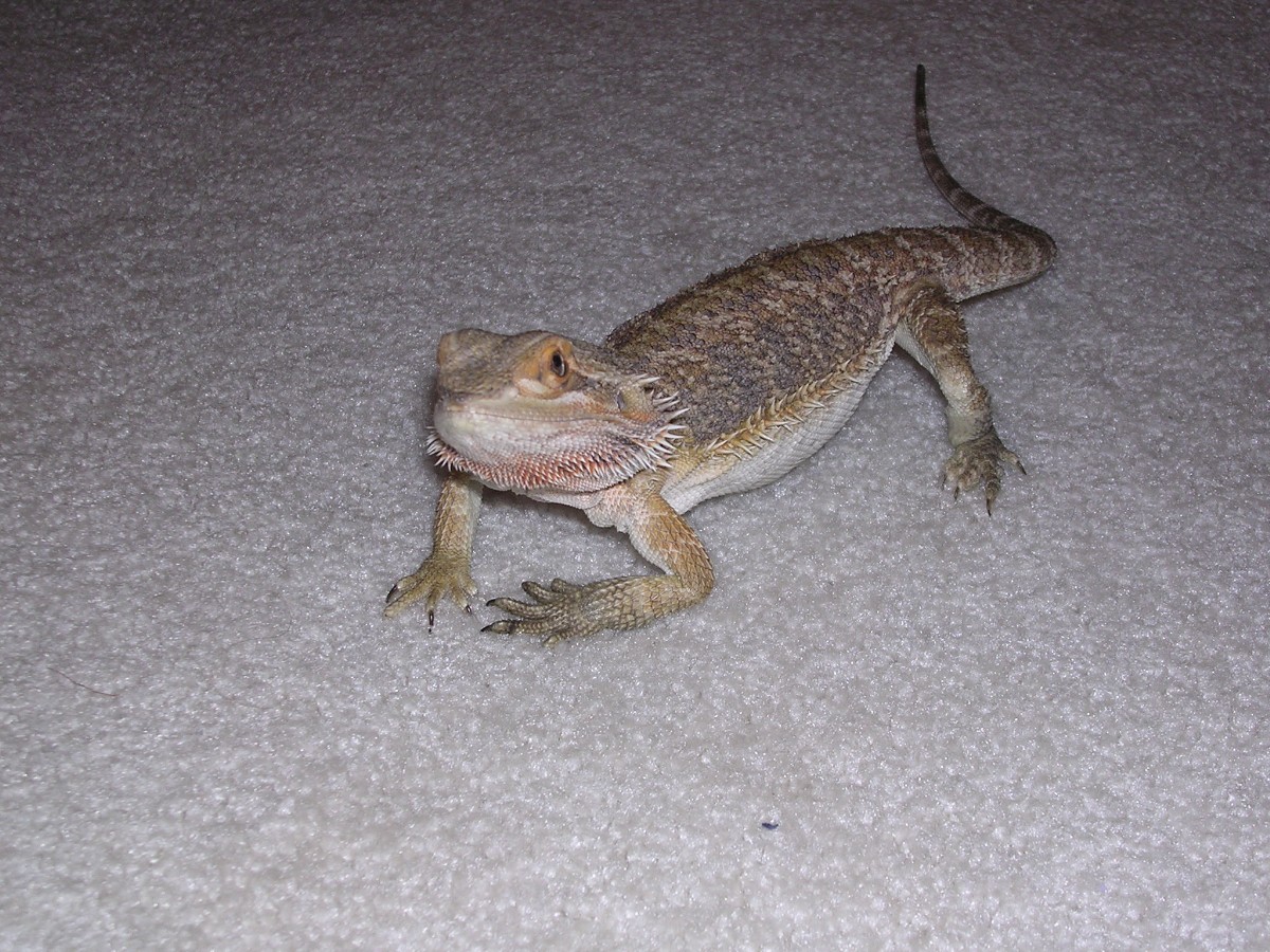 Mamma