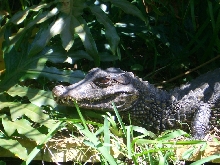 Adult, female (Paleosuchus palpebrosus)