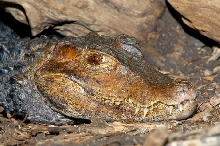 Adult (Paleosuchus palpebrosus)