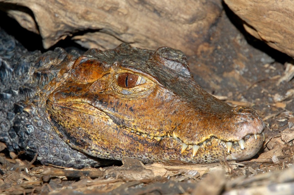 Adult (Paleosuchus palpebrosus)