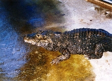 Osteolaemus tetraspis