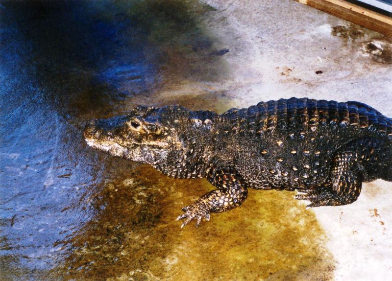Osteolaemus tetraspis