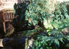 SA Zoo Dwarf Caiman Exhibit