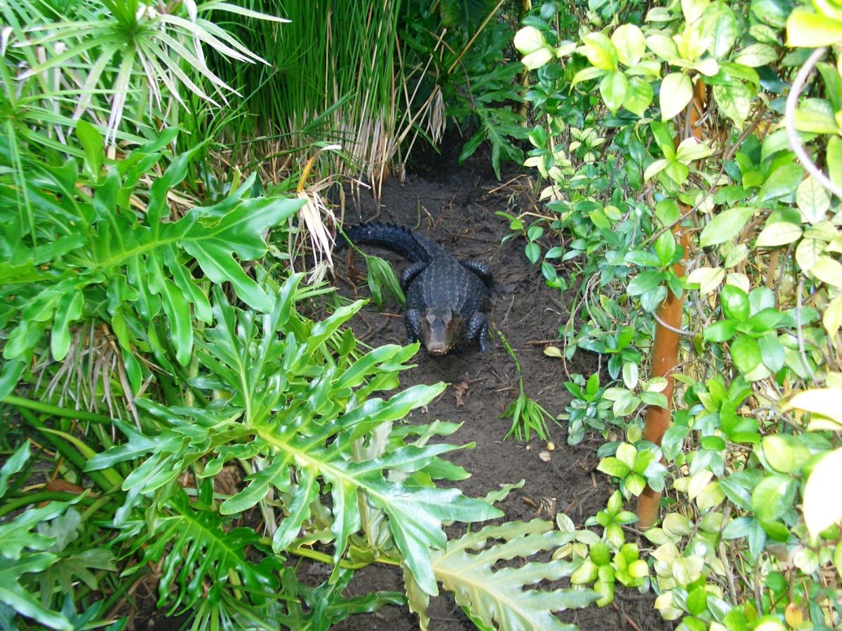 Angry Female (Paleosuchus palpebrosus)