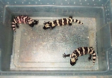 Baby Banded Gila Monsters