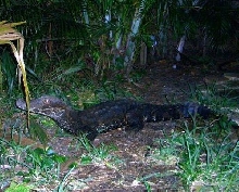 Schneider's Smooth-Fronted Caiman